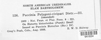 Puccinia bistortae image